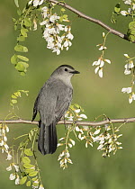 Gray Catbird (Dumetella carolinensis), Texas