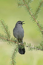 Gray Catbird (Dumetella carolinensis) calling, Texas