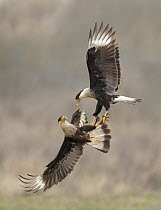 Northern Caracara (Caracara cheriway) pair fighting, Texas
