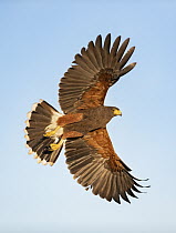 Harris' Hawk (Parabuteo unicinctus) flying, Texas