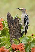 Golden-fronted Woodpecker (Melanerpes aurifrons) male, Texas