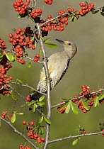 Golden-fronted Woodpecker (Melanerpes aurifrons), Texas