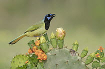 Green Jay (Cyanocorax yncas) calling from prickly pear cactus, Texas