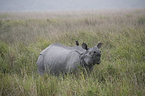 Indian Rhinoceros (Rhinoceros unicornis) in grassland, Kaziranga National Park, India