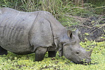Indian Rhinoceros (Rhinoceros unicornis) feeding on aqautic vegetation, Kaziranga National Park, India