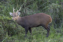 Hog Deer (Axis porcinus) male, India