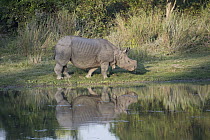 Indian Rhinoceros (Rhinoceros unicornis) at waterhole, Kaziranga National Park, India