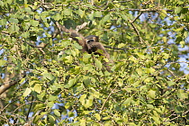 Hoolock Gibbon (Hylobates hoolock) female, Kaziranga National Park, India