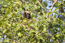 Hoolock Gibbon (Hylobates hoolock) female, Kaziranga National Park, India