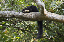 Black Giant Squirrel (Ratufa bicolor), Kaziranga National Park, India