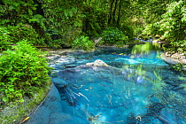Creek in rainforest, Jamaica