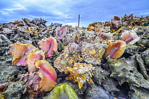 Discarded shells left over from over-harvesting, Saint Vincent, Caribbean