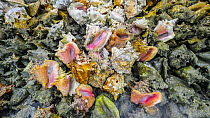 Discarded shells left over from over-harvesting, Saint Vincent, Caribbean