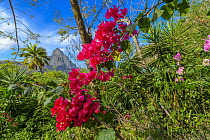 Purple Bougainvillea (Bougainvillea spectabilis) flowering, Saint Lucia, Caribbean