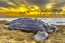 Leatherback Sea Turtle (Dermochelys coriacea) female on beach at sunrise after egg laying, Trinidad and Tobago, Caribbean
