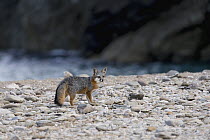 Santa Catalina Island Fox (Urocyon littoralis catalinae) on beach, Santa Catalina Island, Channel Islands, California