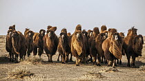 Bactrian Camel (Camelus bactrianus) herd, Gobi Desert, Mongolia