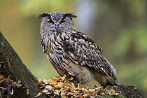Eurasian Eagle-Owl (Bubo bubo), native to Europe and Asia