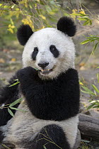 Giant Panda (Ailuropoda melanoleuca) juvenile eating bamboo, native to Asia