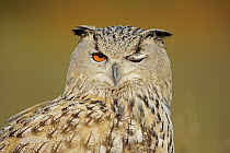 Eurasian Eagle-Owl (Bubo bubo) blinking, native to Europe and Asia