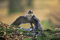 Peregrine Falcon (Falco peregrinus) guarding bird prey, native to northern hemisphere
