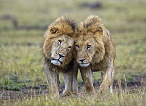 African Lion (Panthera leo) males nuzzling, Masai Mara, Kenya