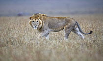 African Lion (Panthera leo) male, Masai Mara, Kenya