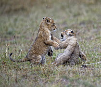 African Lion (Panthera leo) cubs playing, Masai Mara, Kenya