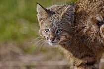 Pampas Cat (Leopardus colocolo), La Pampa, Argentina