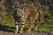 Pampas Cat (Leopardus colocolo) in defensive posture, La Pampa, Argentina