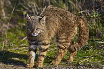 Pampas Cat (Leopardus colocolo) in defensive posture, La Pampa, Argentina