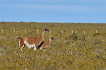 Guanaco (Lama guanicoe) mother and cria, Argentina