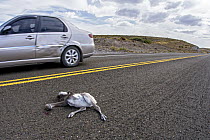 Lesser Rhea (Rhea pennata) chick killed on road, Argentina