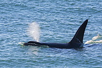 Orca (Orcinus orca) surfacing, Peninsula Valdez, Argentina