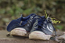 Butterflies sipping salt off sweaty tennis shoes, Cerrado, Brazil