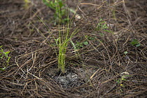 Wiregrass (Aristida stricta) newly planted during habitat restoration work, the plant helps spread fire which is important in the ecosystem, Apalachicola, Florida