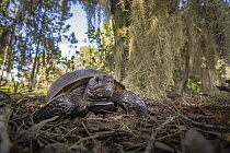 Florida Gopher Tortoise (Gopherus polyphemus), Disney Wilderness Preserve, Florida