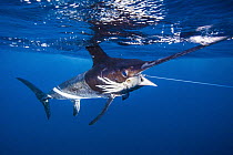 Swordfish (Xiphias gladius) caught on deep-set buoy gear, San Diego, California