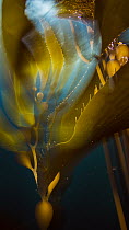 Giant Kelp (Macrocystis pyrifera), Monterey Bay, California