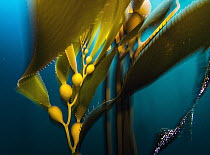 Giant Kelp (Macrocystis pyrifera), Monterey Bay, California