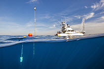 Deep-set buoy gear floating at surface with strike indicators allowing biologists to know when swordfish is caught, San Diego, California