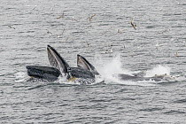 Humpback Whale (Megaptera novaeangliae) pair gulp feeding, Morris Reef, Alaska