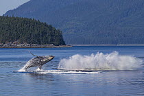 Humpback Whale (Megaptera novaeangliae) pair breaching, Morris Reef, Alaska