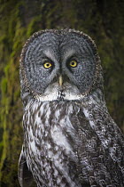 Great Gray Owl (Strix nebulosa), Sitka, Alaska