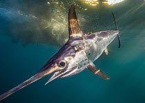 Swordfish (Xiphias gladius) with tags to determine effectiveness of fishing gear, San Diego, California