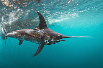 Swordfish (Xiphias gladius) with tags to determine effectiveness of fishing gear, San Diego, California