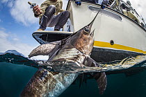 Swordfish (Xiphias gladius) caught by fisherman, San Diego, California
