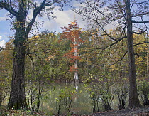 Bald Cypress (Taxodium distichum) tree in autumn, North America