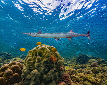 Barracuda (Sphyraena sp) in reef, Negros Oriental, Philippines