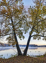 Canada Goose (Branta canadensis) group on lake in autumn, Petit Jean State Park, Arkansas